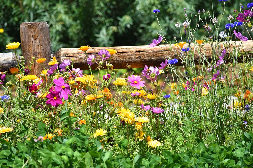 Blueberry Park P-Patch