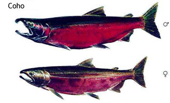 Coho Salmon